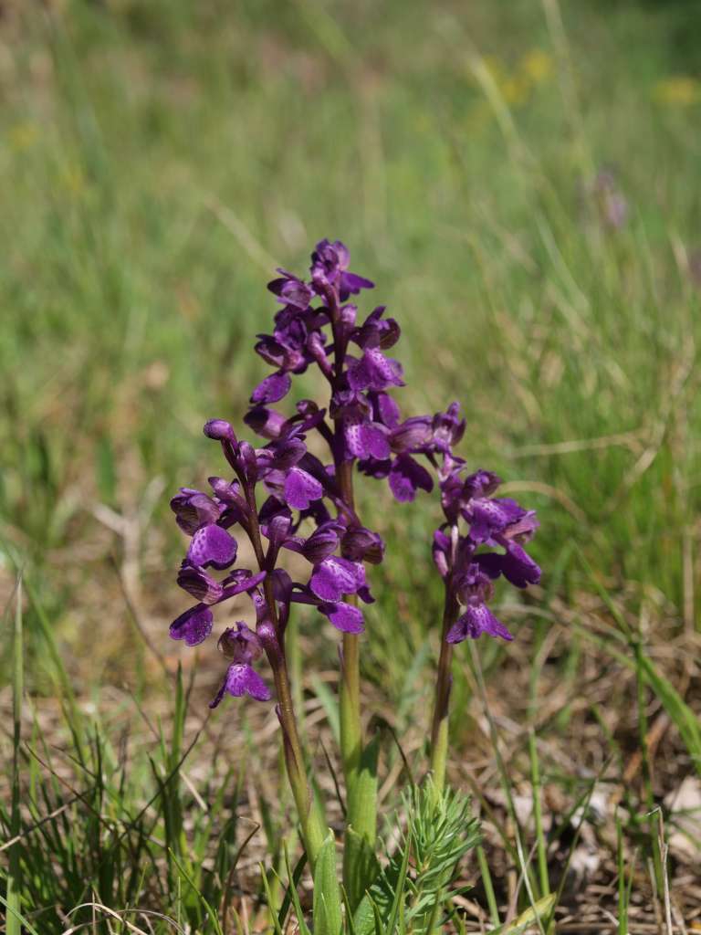 Vstavač kukačka
