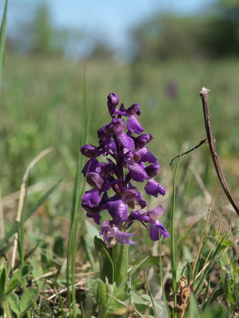 Vstavač kukačka
