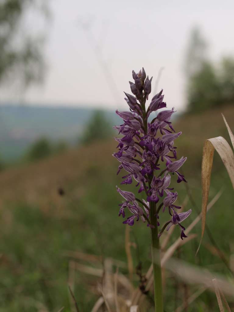 Vstavač vojenský
