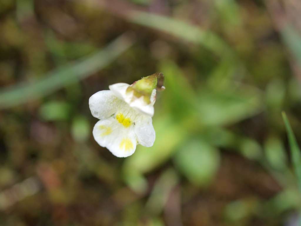 Tučnice alpská
