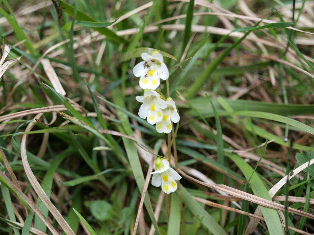 Tučnice alpská
