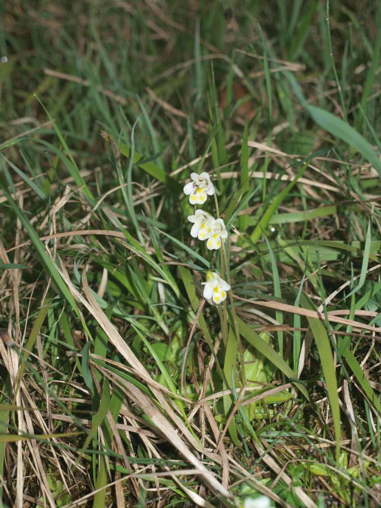 Tučnice alpská
