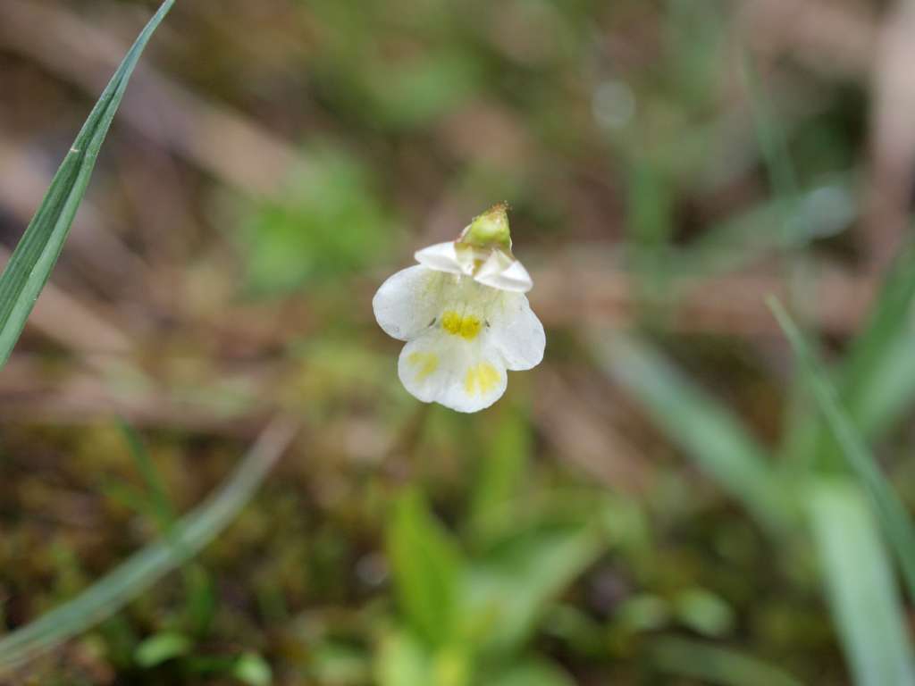 Tučnice alpská
