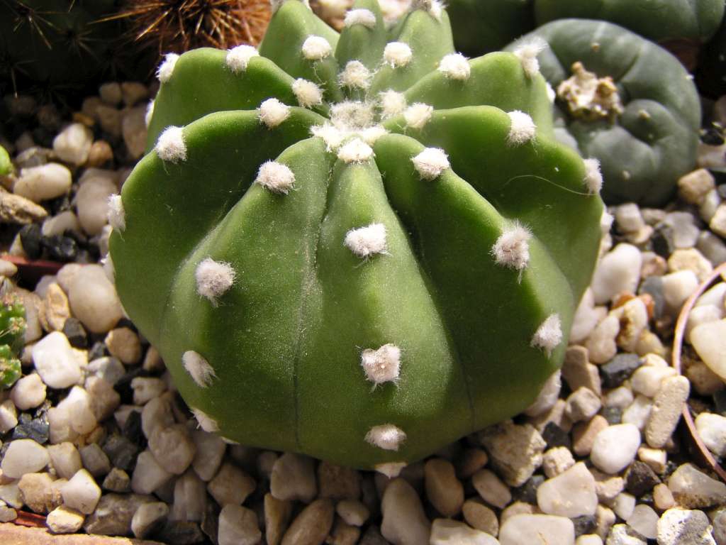 Trichocereus
