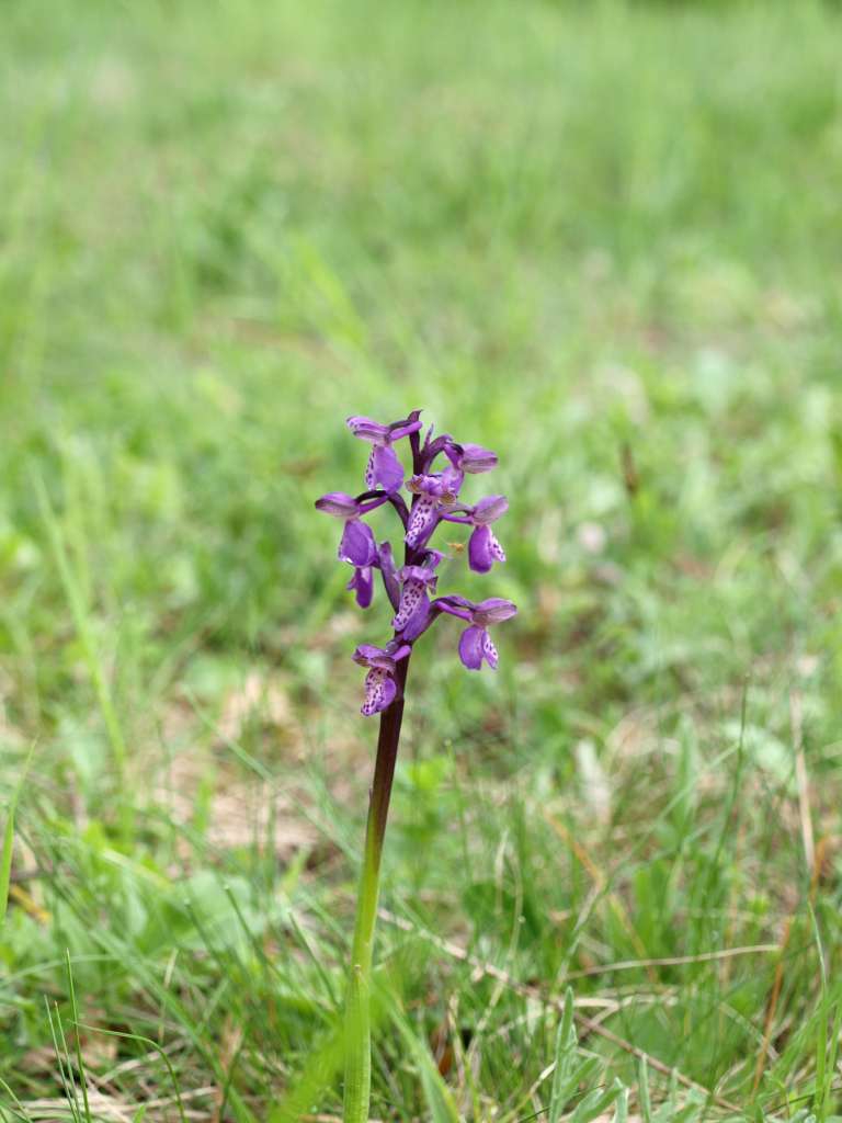 Vstavač kukačka
