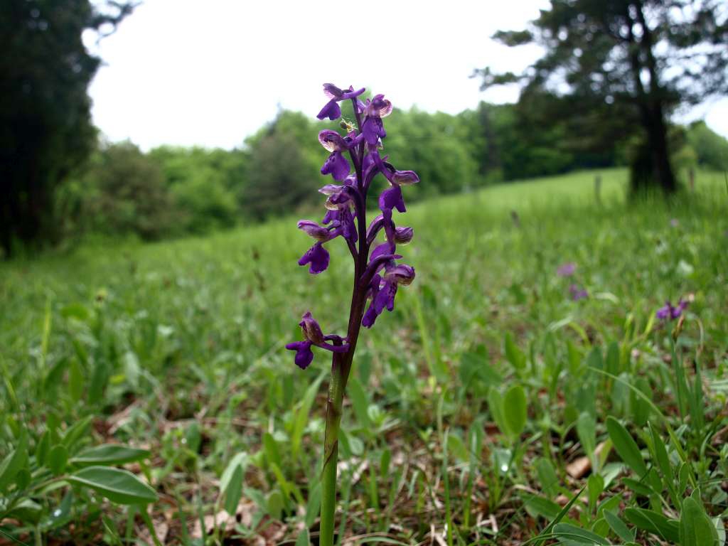 Vstavač kukačka
