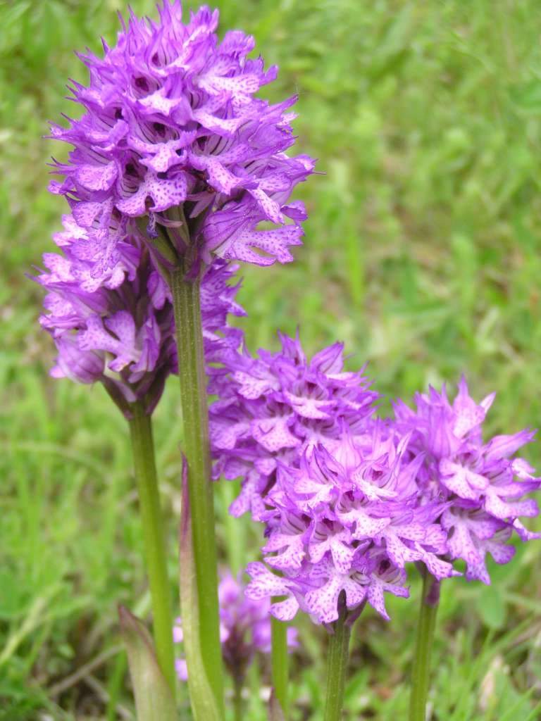 Vstavač zvrhlý (tridentata x militaris)
