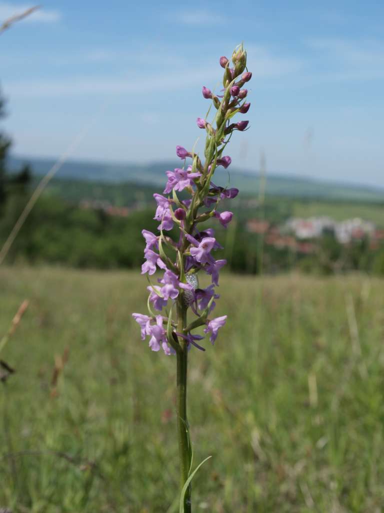 Pětiprstka žežulník
