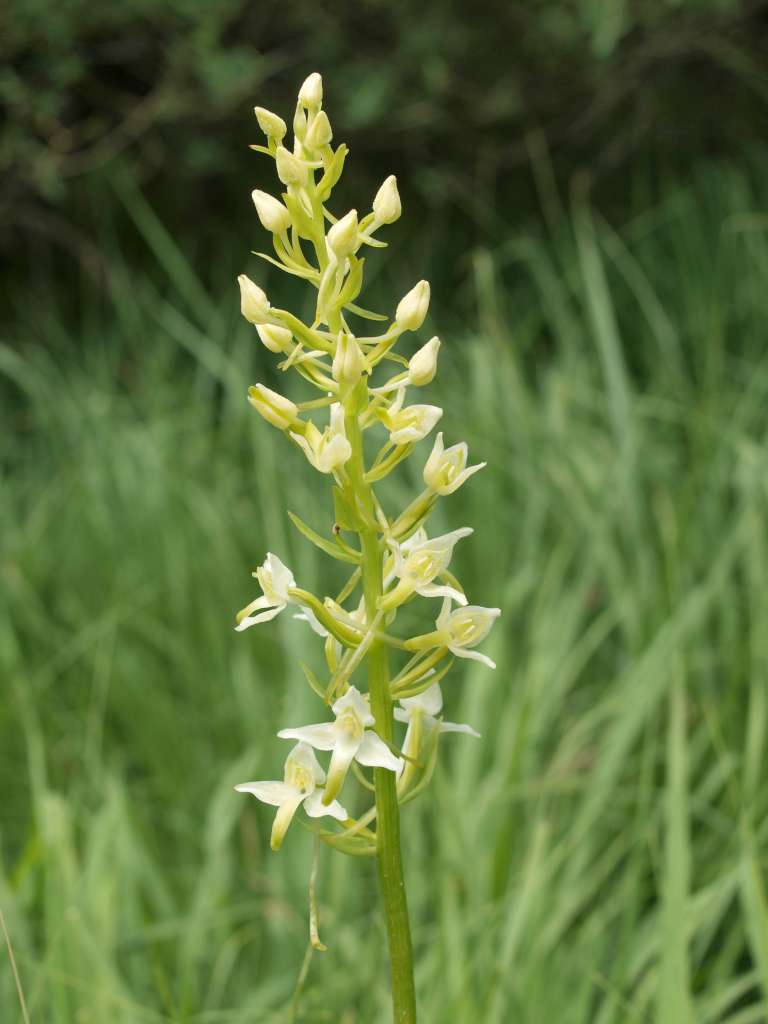 Vemeník zvrhlý (P. chlorantha x bifolia)
