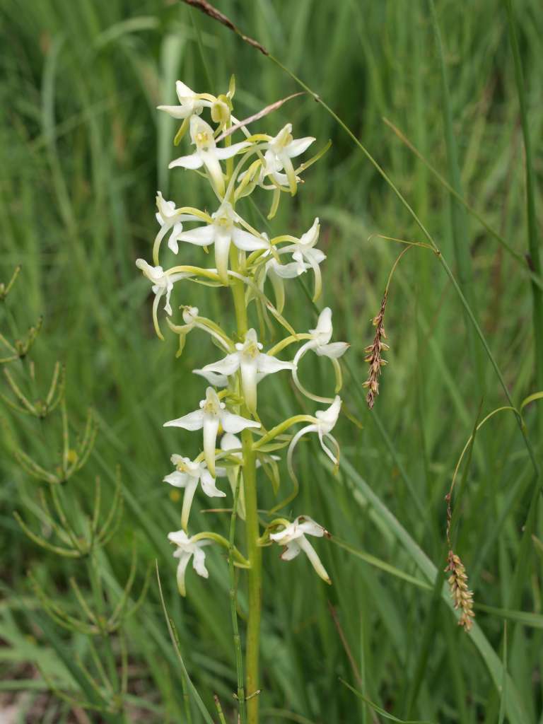 Vemeník zvrhlý (P. chlorantha x bifolia)
