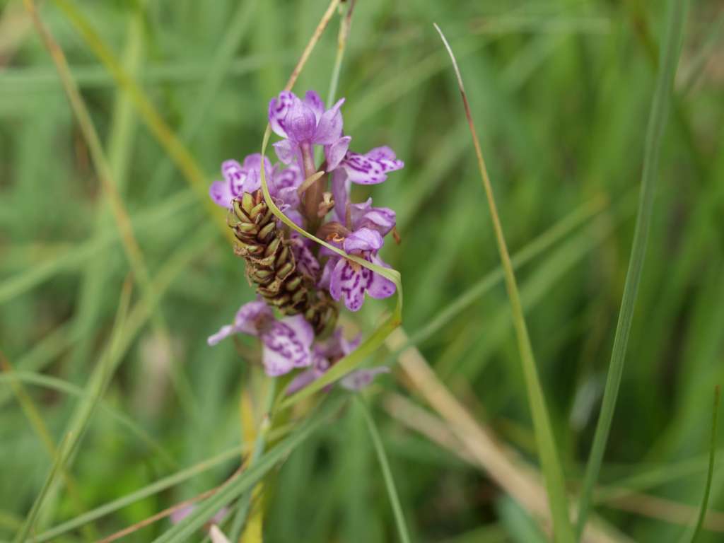 Prstnatec karpatský (D. carpatica)
