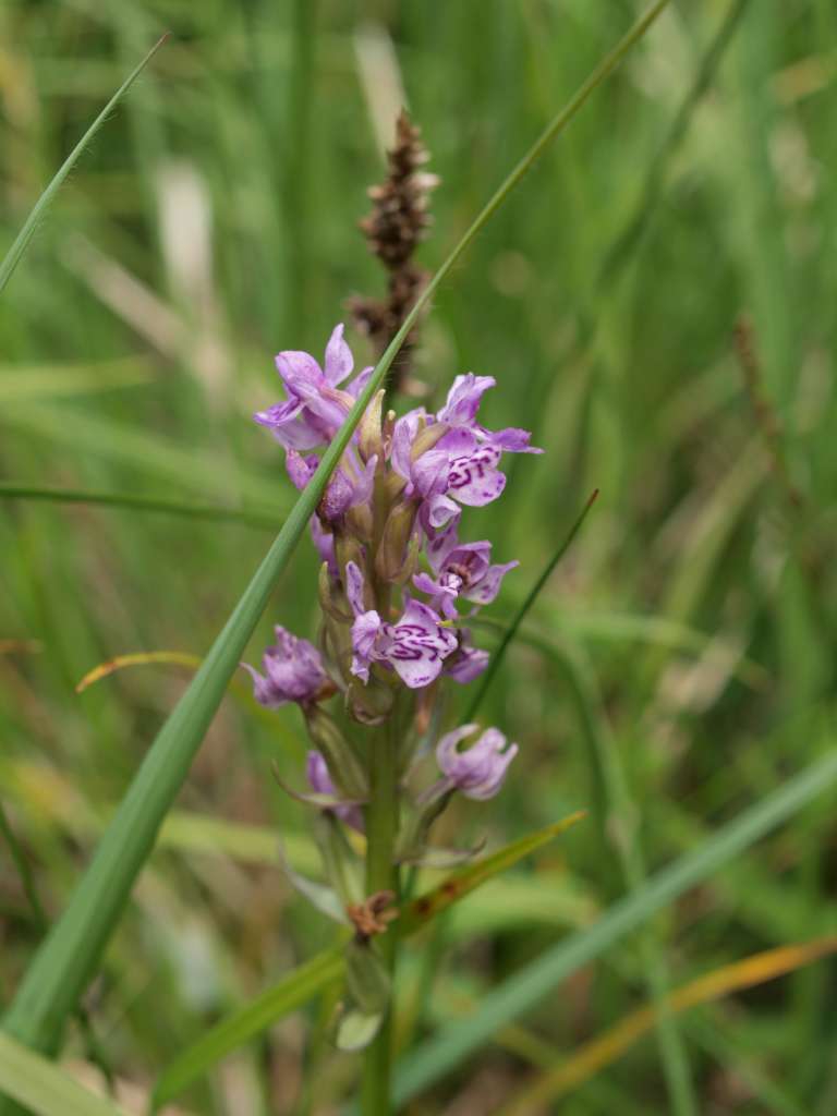 Prstnatec karpatský (D. carpatica)
