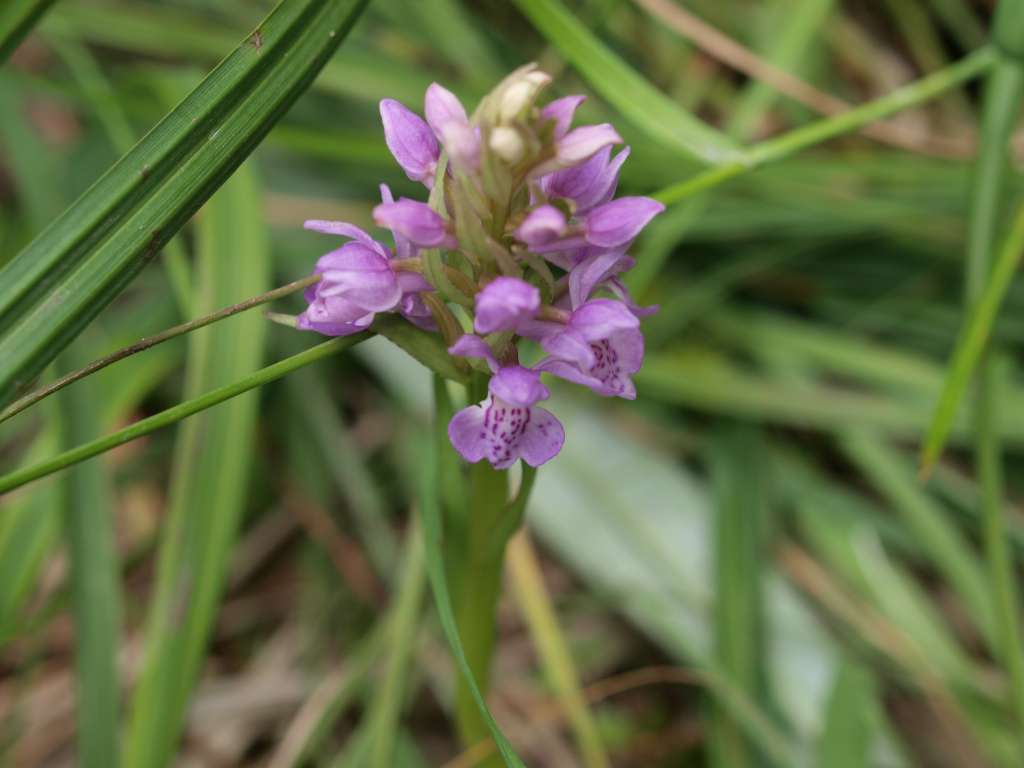 Prstnatec karpatský (D. carpatica)
