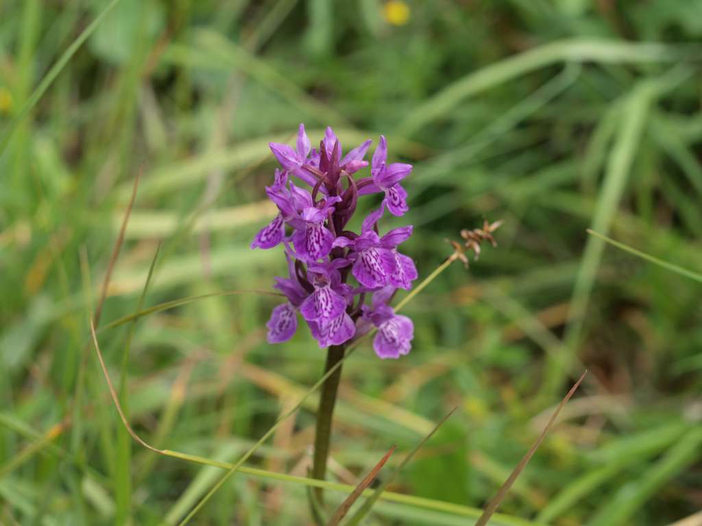 Prstnatec (D. carpatica x lapponica)
