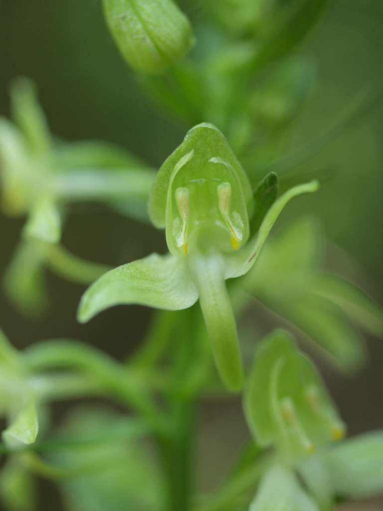 Vemeník zelenavý (P. chlorantha)
