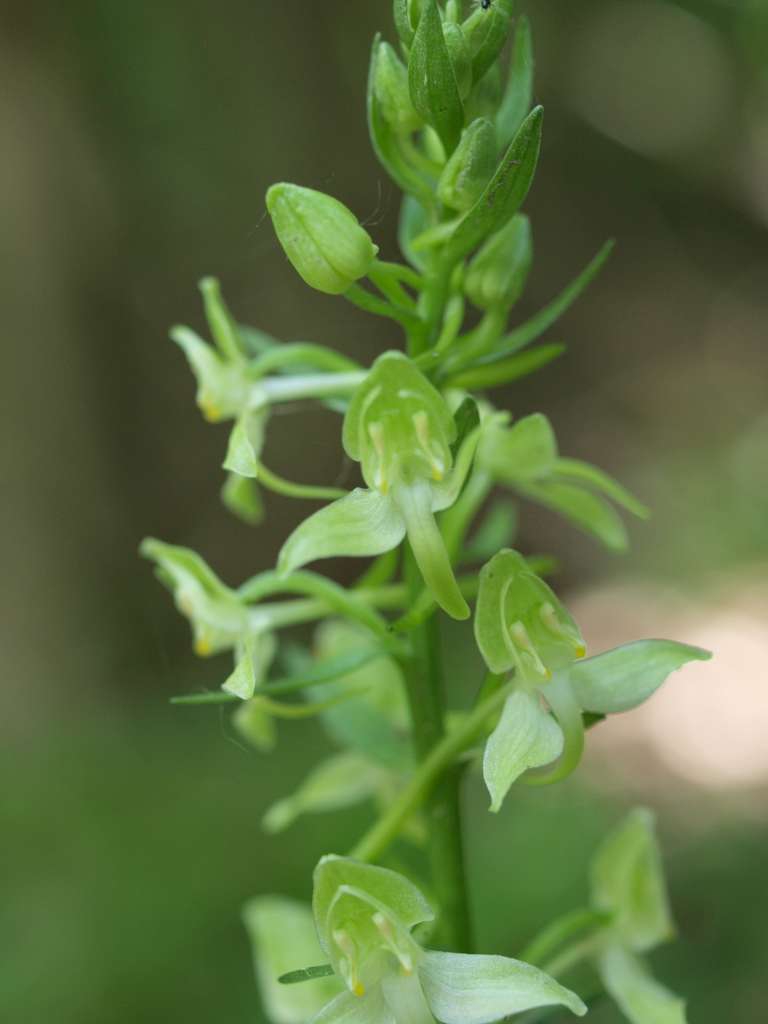 Vemeník zelenavý (P. chlorantha)
