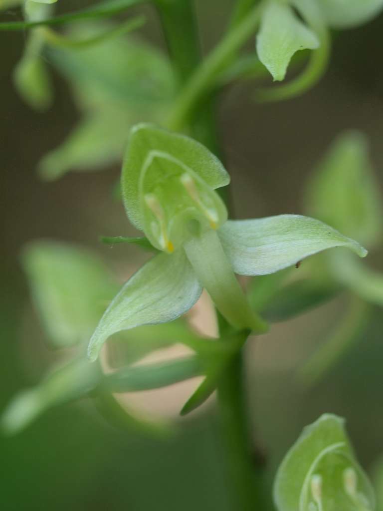 Vemeník zelenavý (P. chlorantha)
