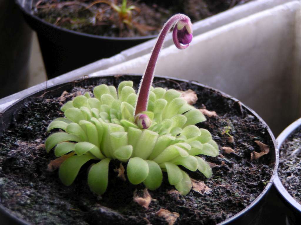 Pinguicula Puerto
