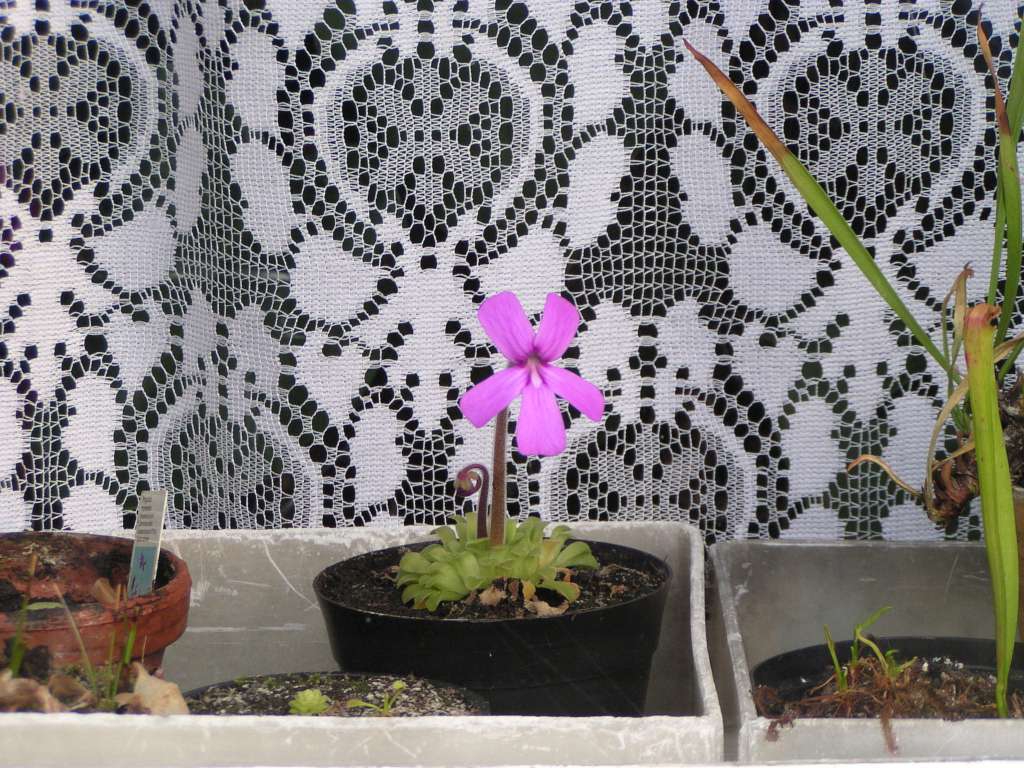 Pinguicula Puerto
