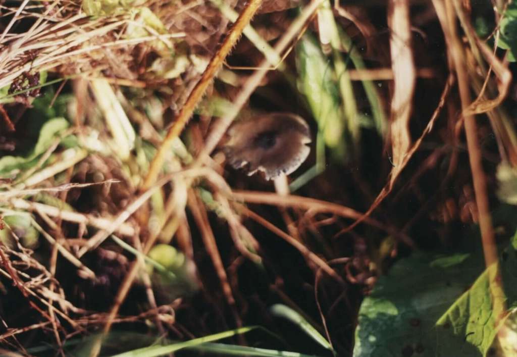 Psilocybe_bohemica1-1024.jpg