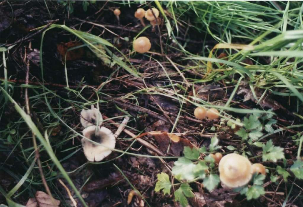 Psilocybe_bohemica5-1024.jpg