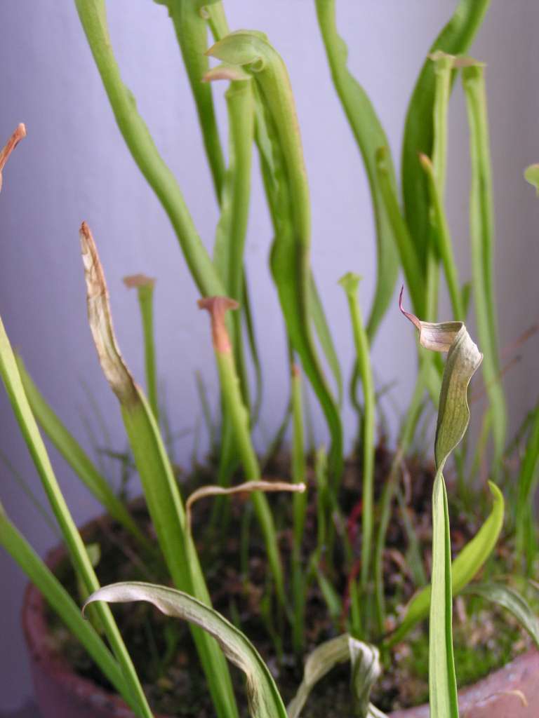 Sarracenia flava
