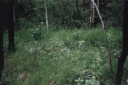 Platanthera_bifolia12-1024.jpg