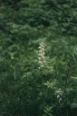 Platanthera_bifolia13-1024.jpg