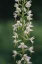 Platanthera_bifolia14-1024.jpg