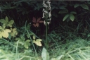 Platanthera_bifolia2-1024.jpg