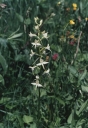 Platanthera_bifolia3-1024.jpg