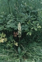 Platanthera_bifolia5-1024.jpg