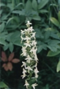 Platanthera_bifolia6-1024.jpg