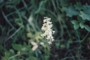 Platanthera_bifolia7-1024.jpg