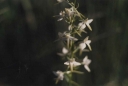 Platanthera_bifolia8-1024.jpg