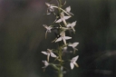 Platanthera_bifolia9-1024.jpg