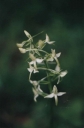 Platanthera_chloranta4-1024.jpg