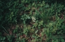 Platanthera_chloranta5-1024.jpg