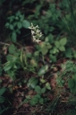 Platanthera_chloranta6-1024.jpg