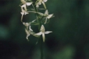 Platanthera_chloranta7-1024.jpg