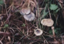 Psilocybe_bohemica2-1024.jpg