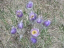 Pulsatilla_grandis14-1024.jpg