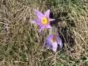 Pulsatilla_grandis2-1024.jpg