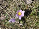 Pulsatilla_grandis3-1024.jpg