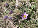 Pulsatilla_grandis4-1024.jpg