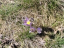 Pulsatilla_grandis6-1024.jpg