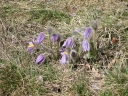 Pulsatilla_grandis7-1024.jpg