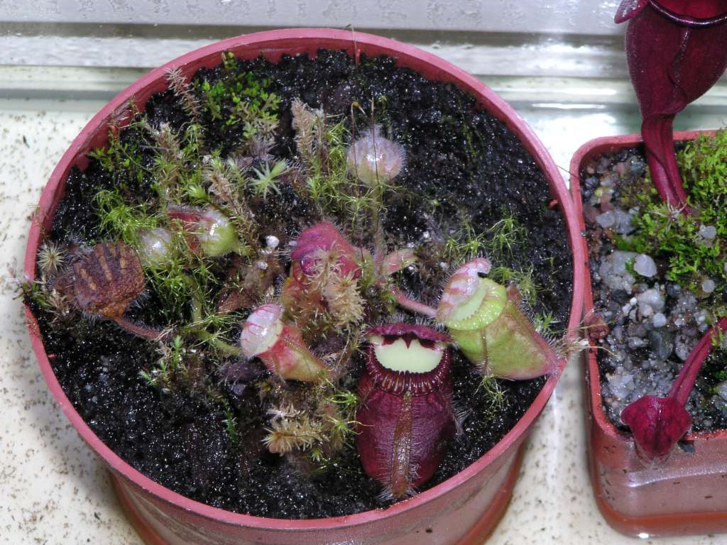 Cephalotus folicularis
