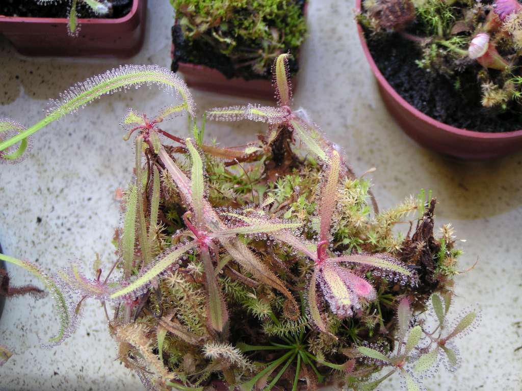 Drosera adelae
