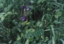 Aquilegia_vulgaris2-1024.jpg